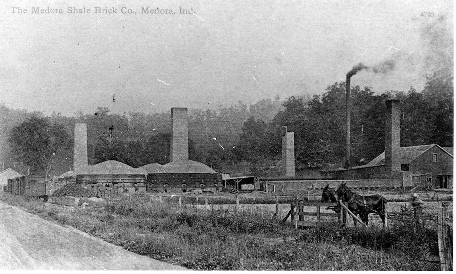 Oldest know photo of the plant